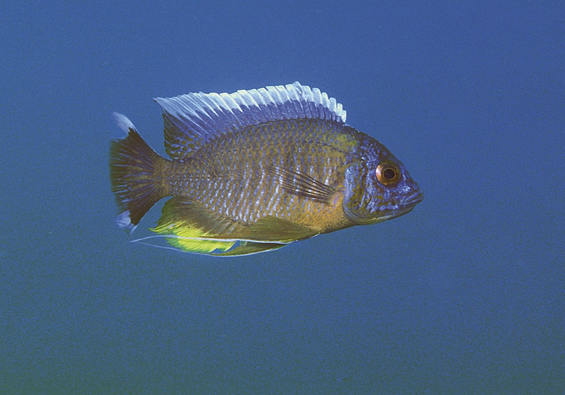 Copadichromis borleyi 'Makonde'
